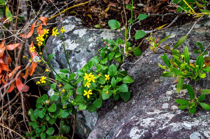 Senecio oxyodontus photo 2
