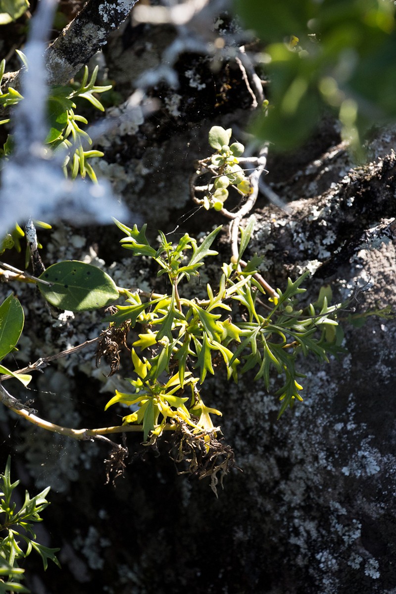 Senecio oxyodontus photo 3