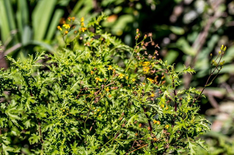 Senecio oxyodontus photo 4