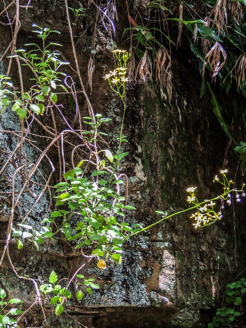 Senecio oxyodontus photo 5