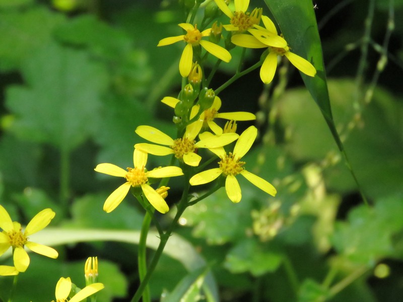 Senecio oxyodontus photo 6