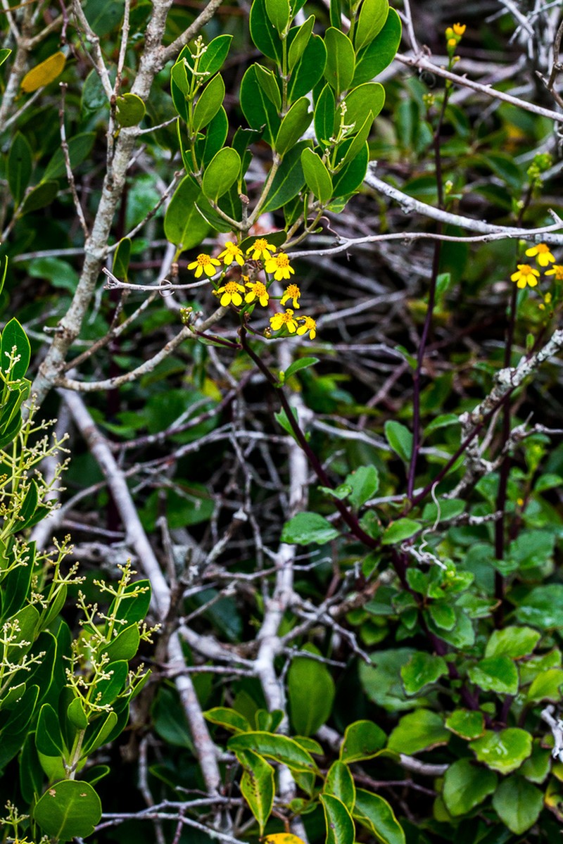 Senecio oxyodontus photo 7