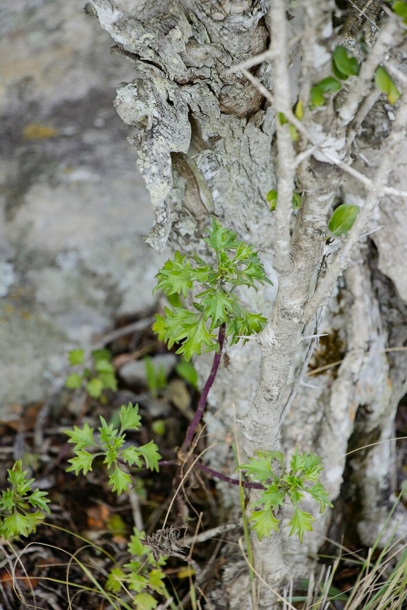Senecio oxyodontus photo 8