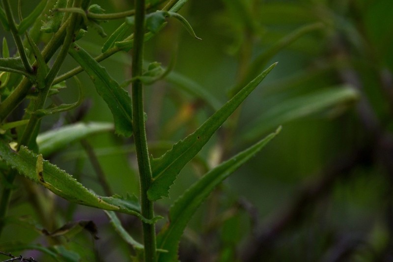 Senecio oxyphyllus photo 3