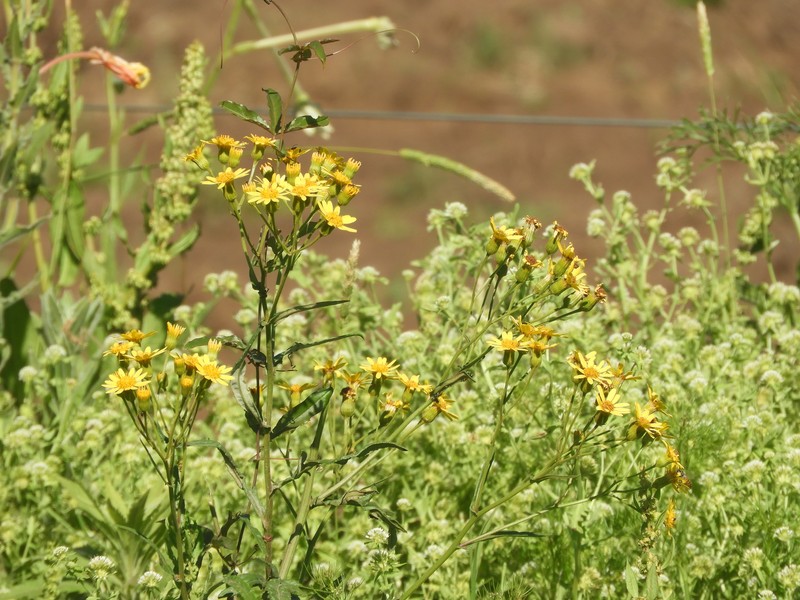 Senecio oxyphyllus photo 5