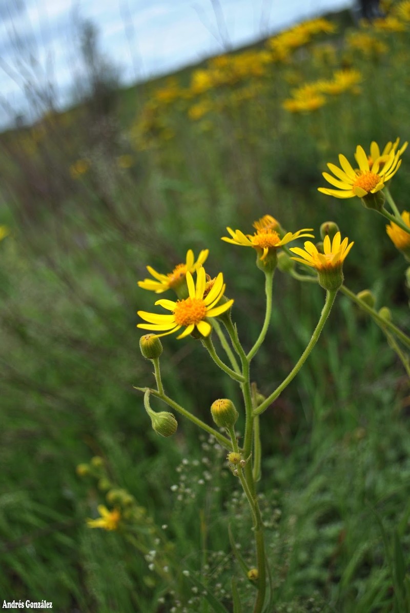 Senecio oxyphyllus