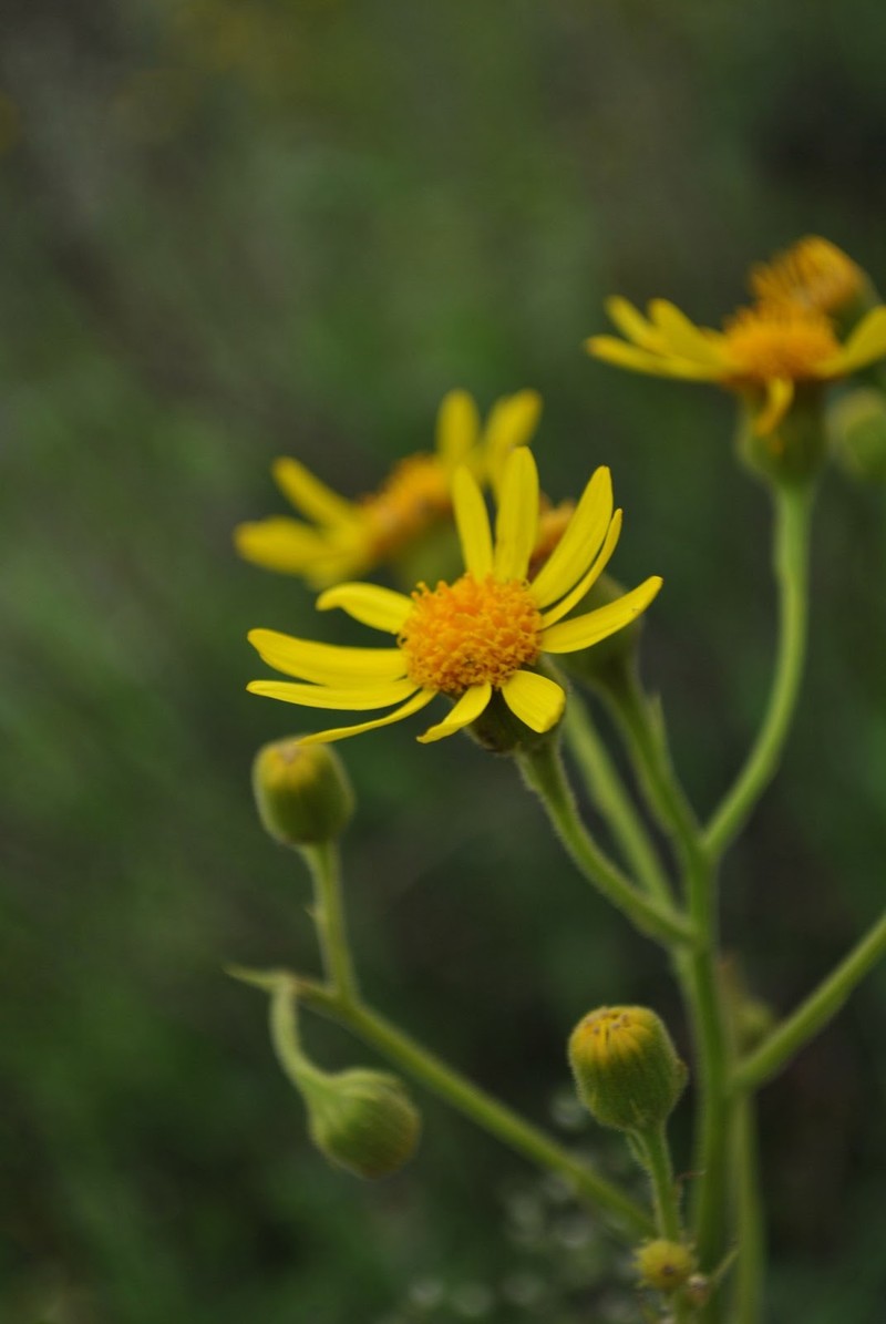 Senecio oxyphyllus photo 7