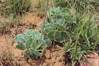 Senecio oxyriifolius