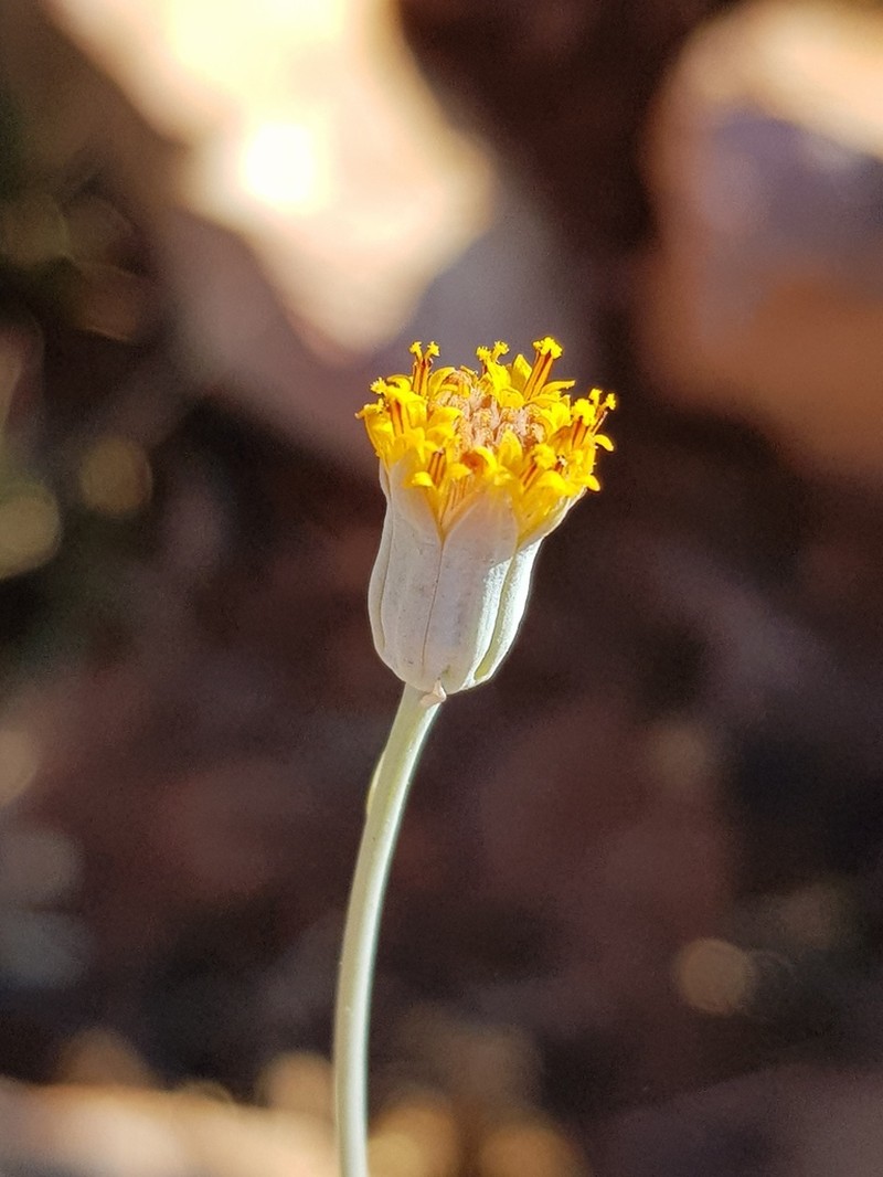 Senecio oxyriifolius photo 2
