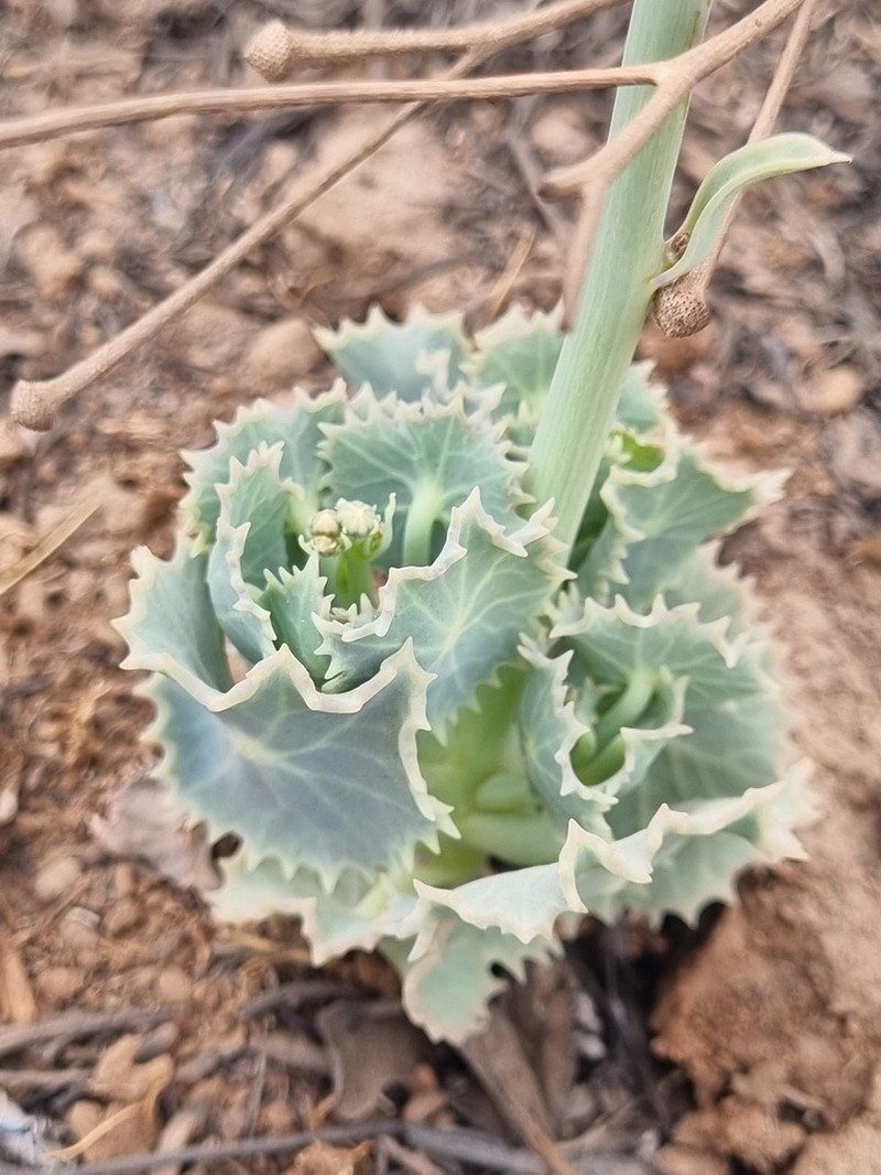 Senecio oxyriifolius photo 3