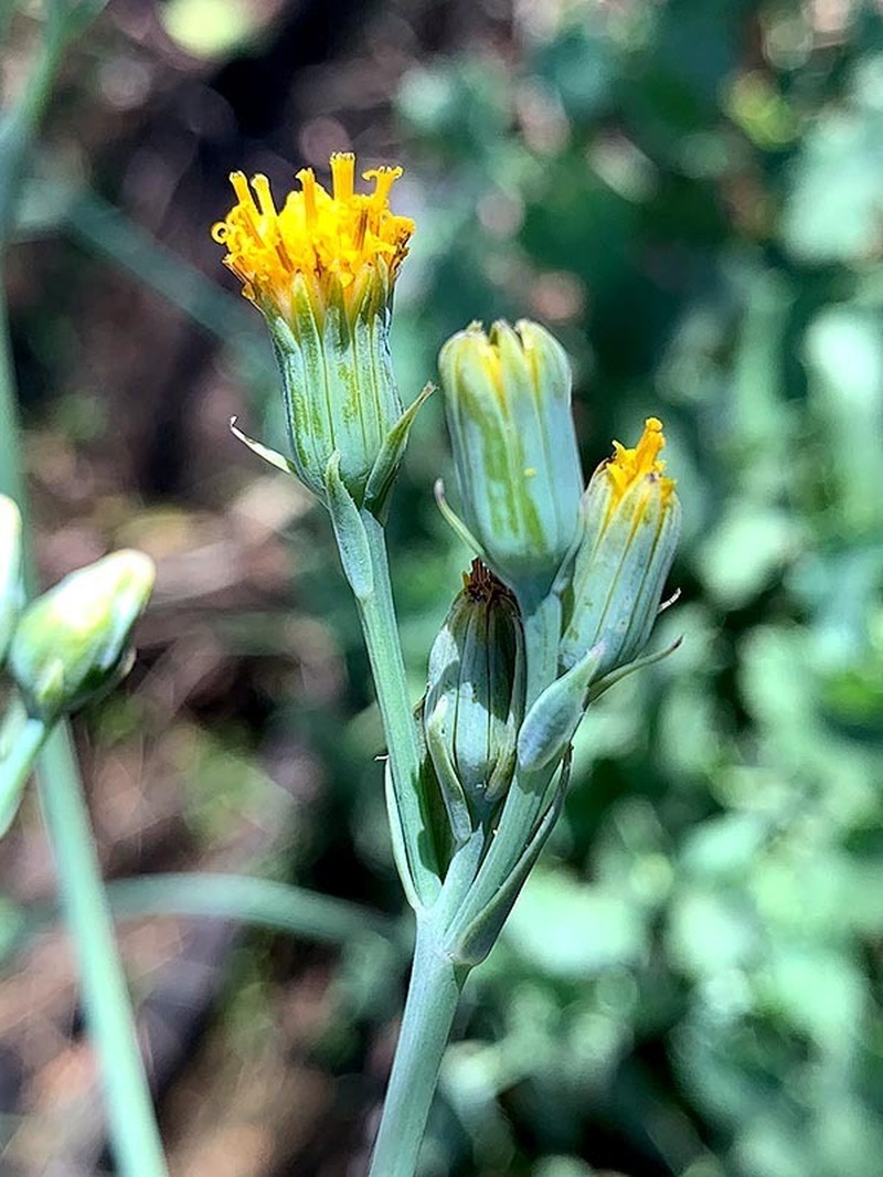 Senecio oxyriifolius photo 4