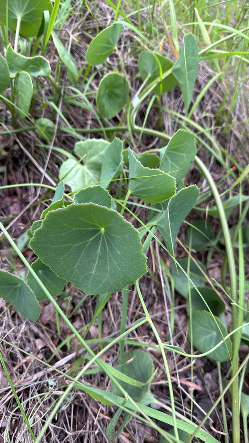 Senecio oxyriifolius photo 5