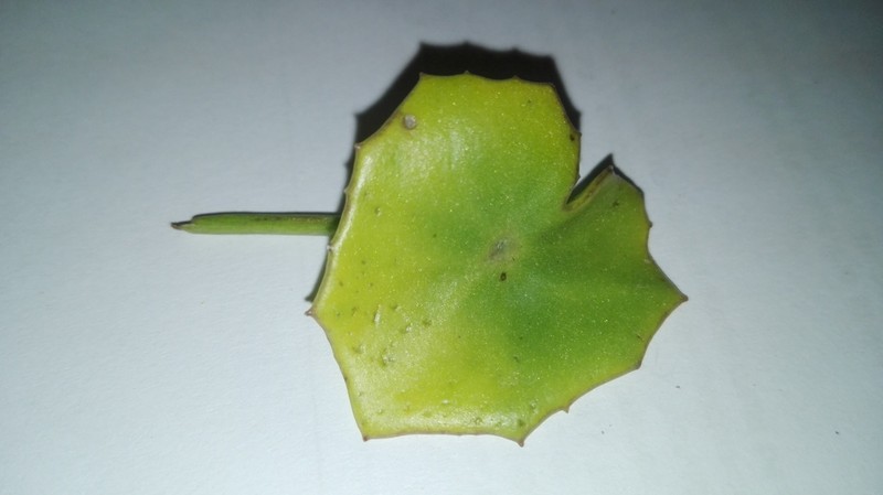 Senecio oxyriifolius photo 6