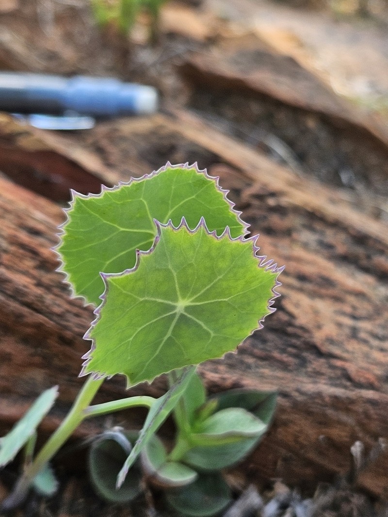 Senecio oxyriifolius photo 8
