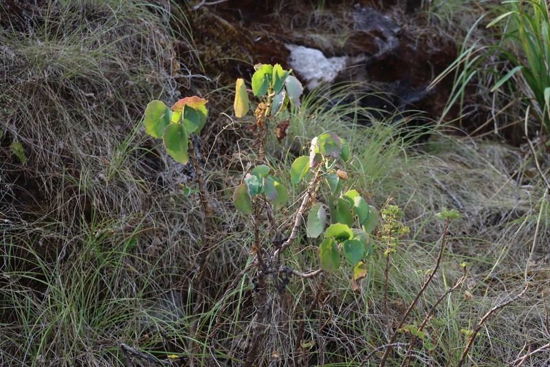 Senecio oxyriifolius subsp. milanjianus