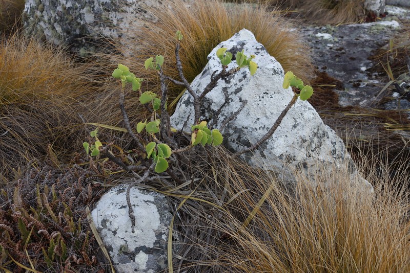 Senecio oxyriifolius subsp. milanjianus photo 2