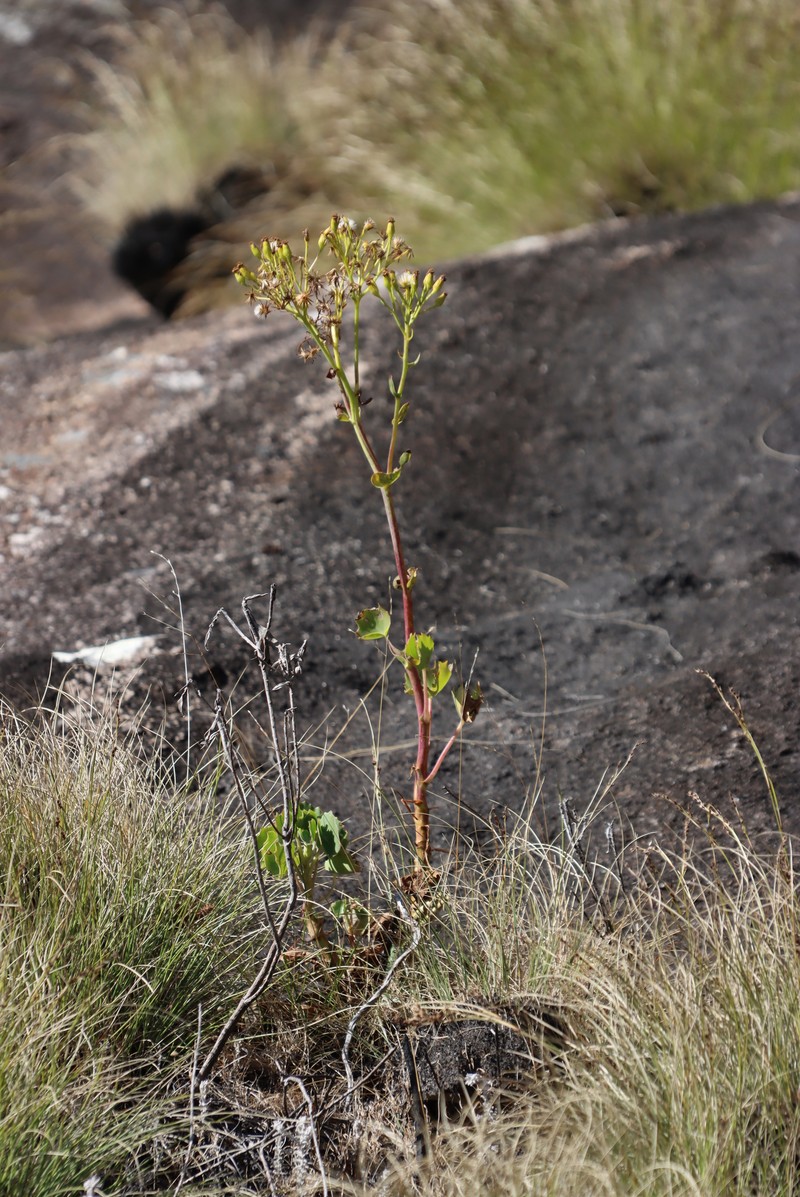 Senecio oxyriifolius subsp. milanjianus photo 3