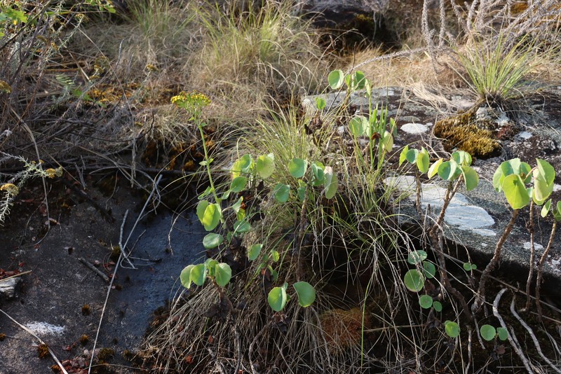Senecio oxyriifolius subsp. milanjianus photo 5