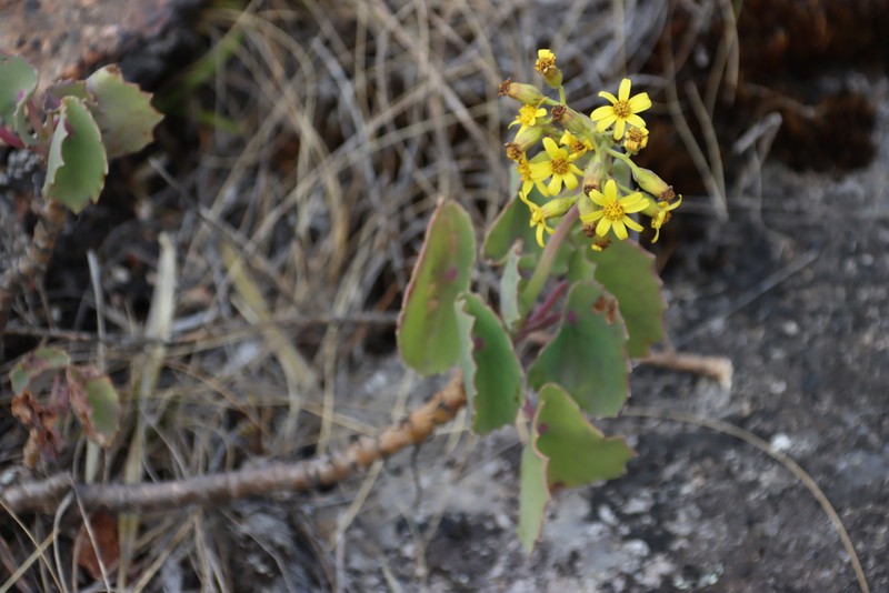 Senecio oxyriifolius subsp. milanjianus photo 6