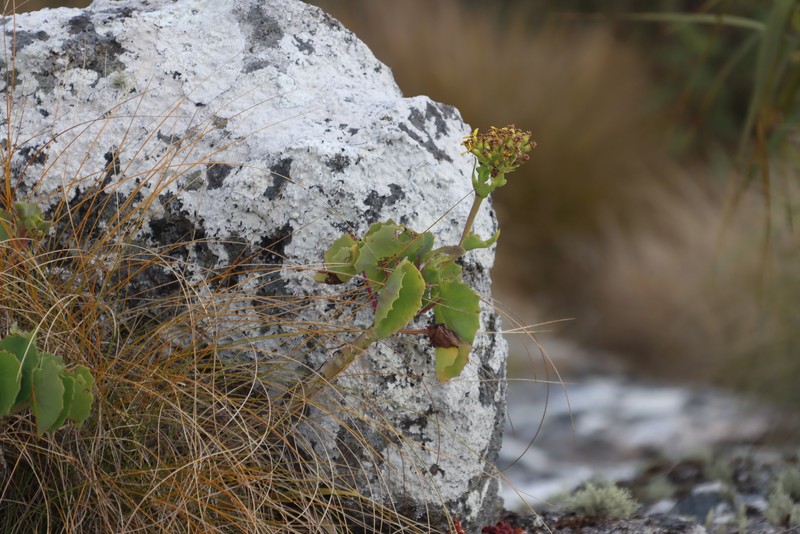 Senecio oxyriifolius subsp. milanjianus photo 7