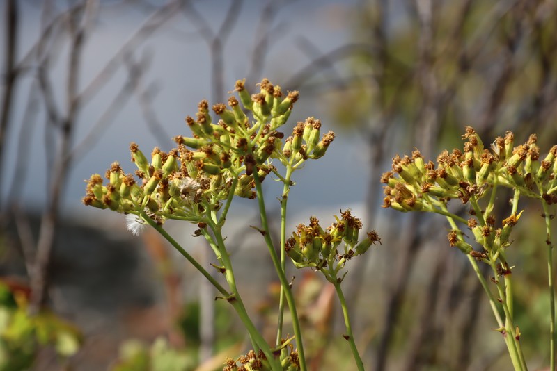 Senecio oxyriifolius subsp. milanjianus photo 8