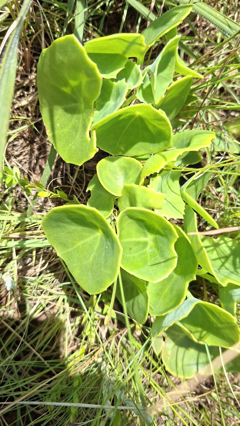 Senecio oxyriifolius subsp. oxyriifolius