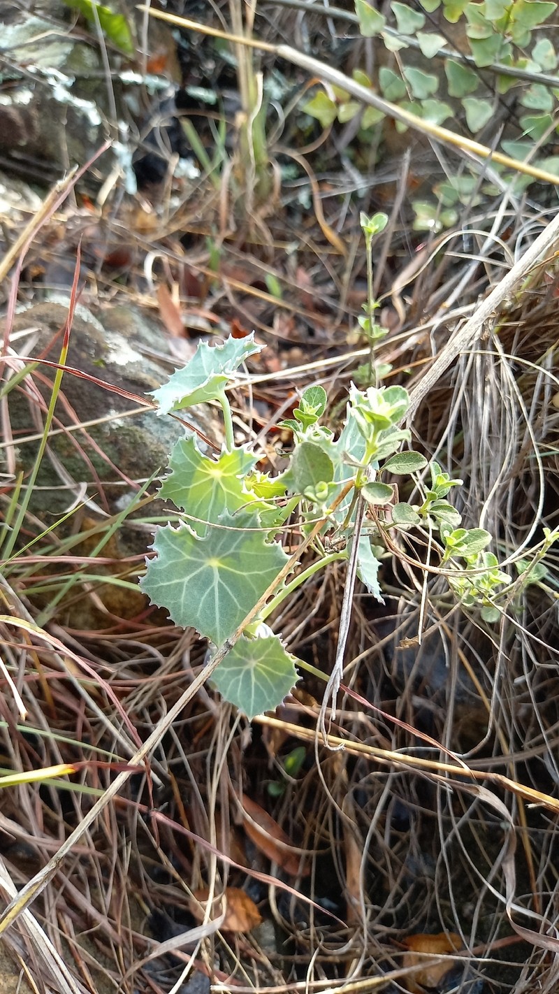 Senecio oxyriifolius subsp. oxyriifolius photo 2