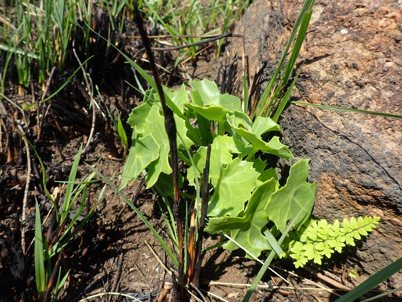 Senecio oxyriifolius subsp. oxyriifolius photo 3