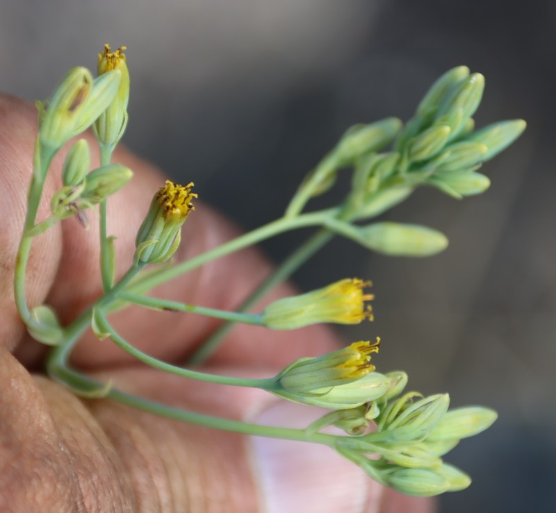 Senecio oxyriifolius subsp. oxyriifolius photo 4