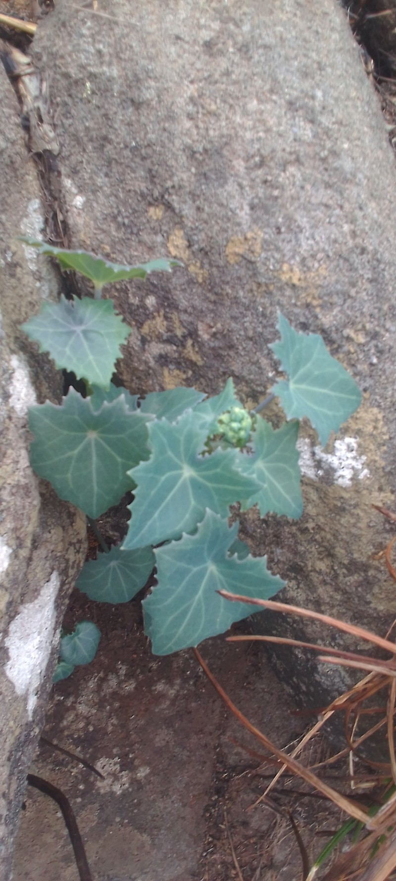 Senecio oxyriifolius subsp. oxyriifolius photo 6