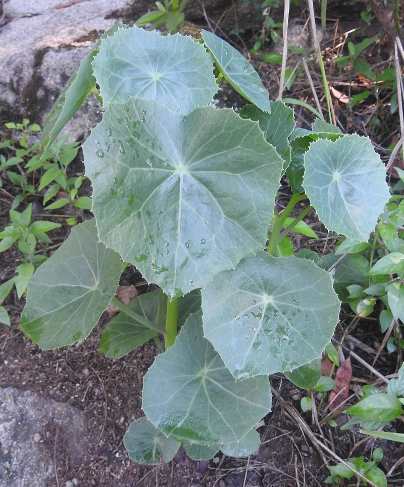 Senecio oxyriifolius subsp. oxyriifolius photo 8