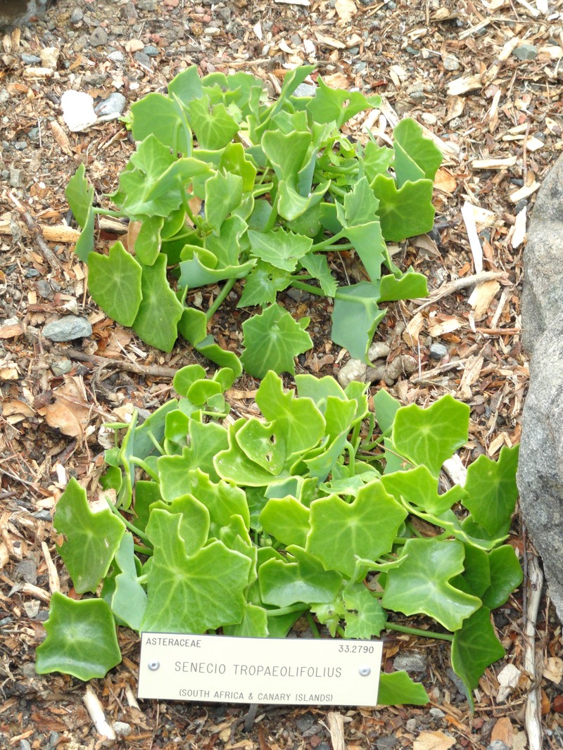 Senecio oxyriifolius subsp. tropaeolifolius