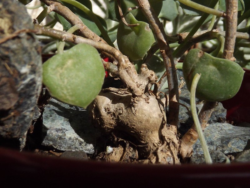 Senecio oxyriifolius subsp. tropaeolifolius photo 2