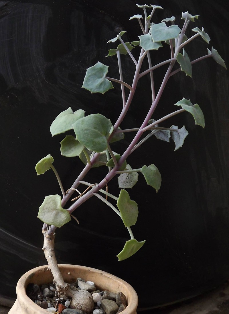 Senecio oxyriifolius subsp. tropaeolifolius photo 3