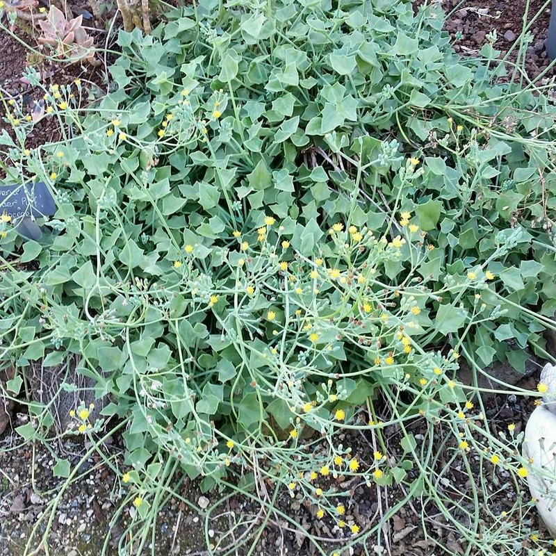 Senecio oxyriifolius subsp. tropaeolifolius photo 4