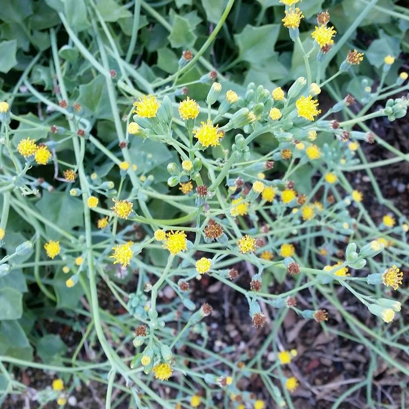 Senecio oxyriifolius subsp. tropaeolifolius photo 5