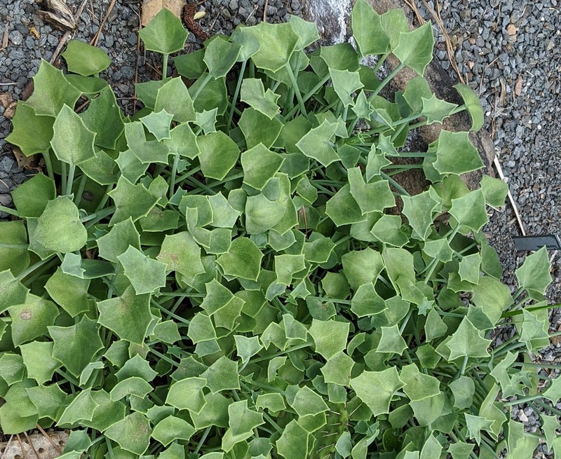Senecio oxyriifolius subsp. tropaeolifolius photo 6