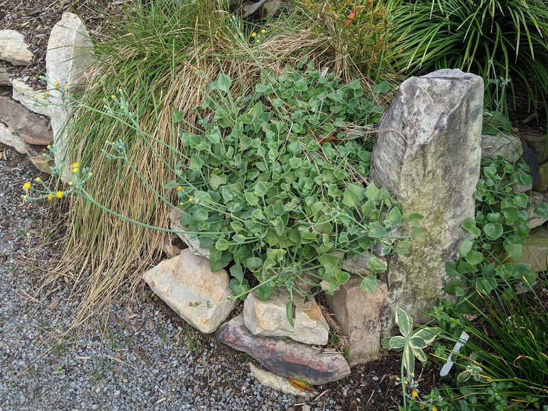 Senecio oxyriifolius subsp. tropaeolifolius photo 7