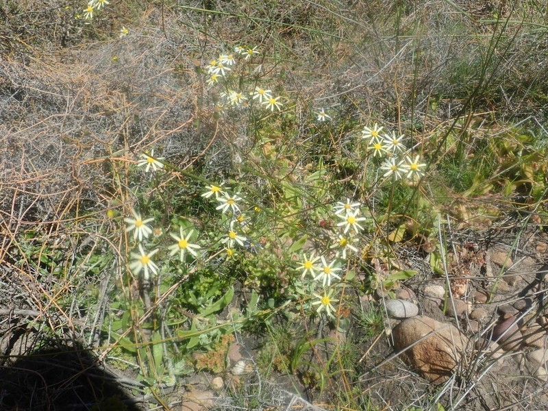 Senecio paarlensis photo 2