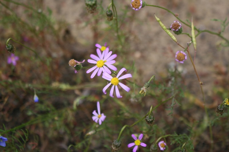 Senecio paarlensis photo 3