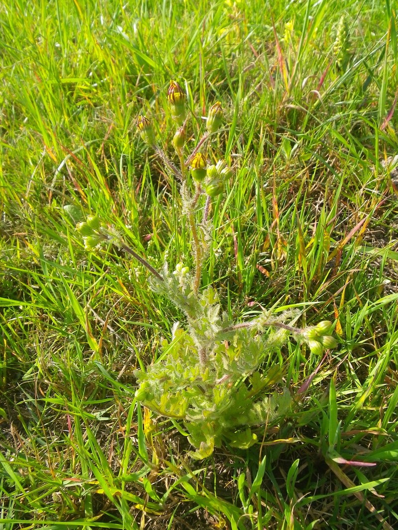 Senecio paarlensis photo 4