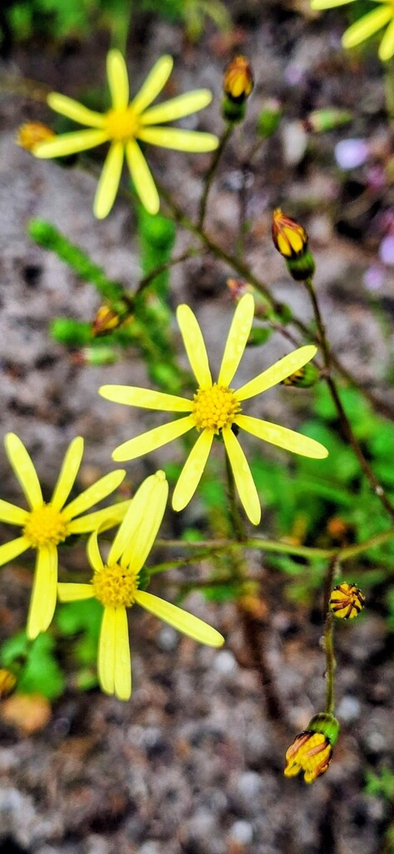 Senecio paarlensis photo 5