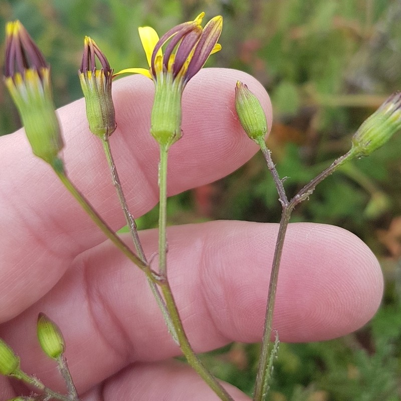 Senecio paarlensis photo 6