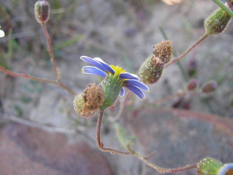 Senecio paarlensis photo 7