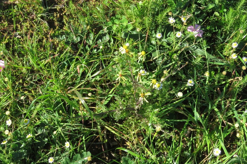 Senecio paarlensis photo 8