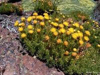 Senecio pachyphyllos