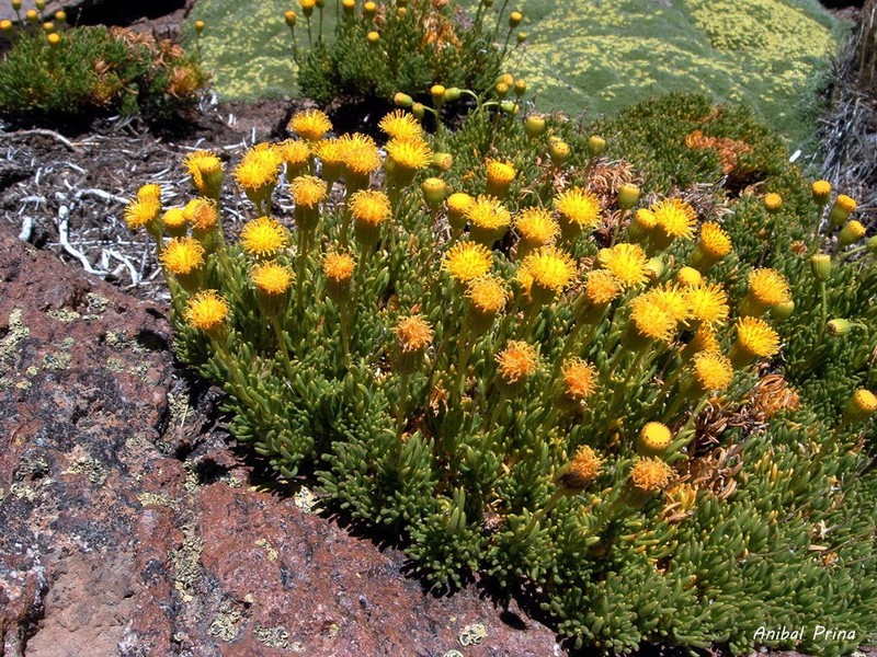 Senecio pachyphyllos