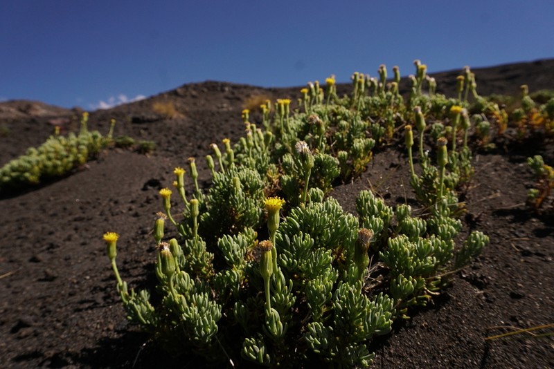 Senecio pachyphyllos photo 2
