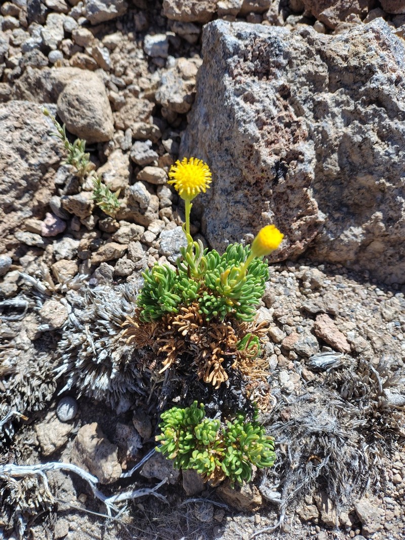 Senecio pachyphyllos photo 3