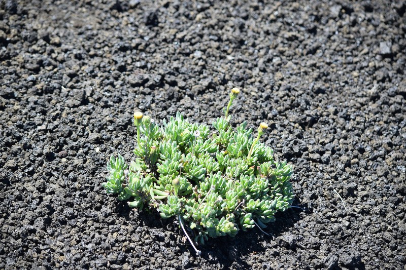 Senecio pachyphyllos photo 4